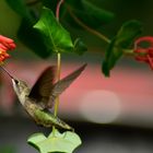 Hummingbird Feasting