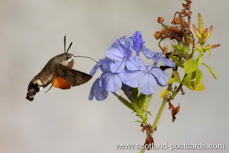 Hummingbird Hawk Moth