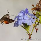 Hummingbird Hawk Moth