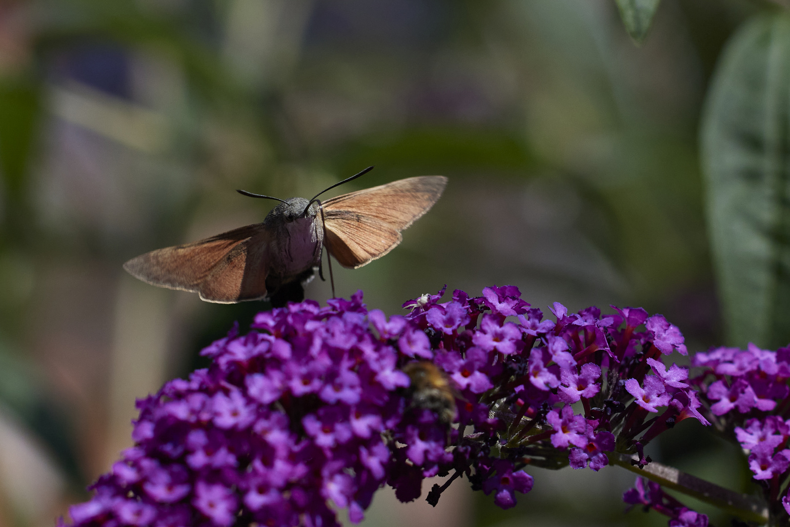 Hummingbird Hawk Moth 2