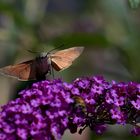 Hummingbird Hawk Moth 2