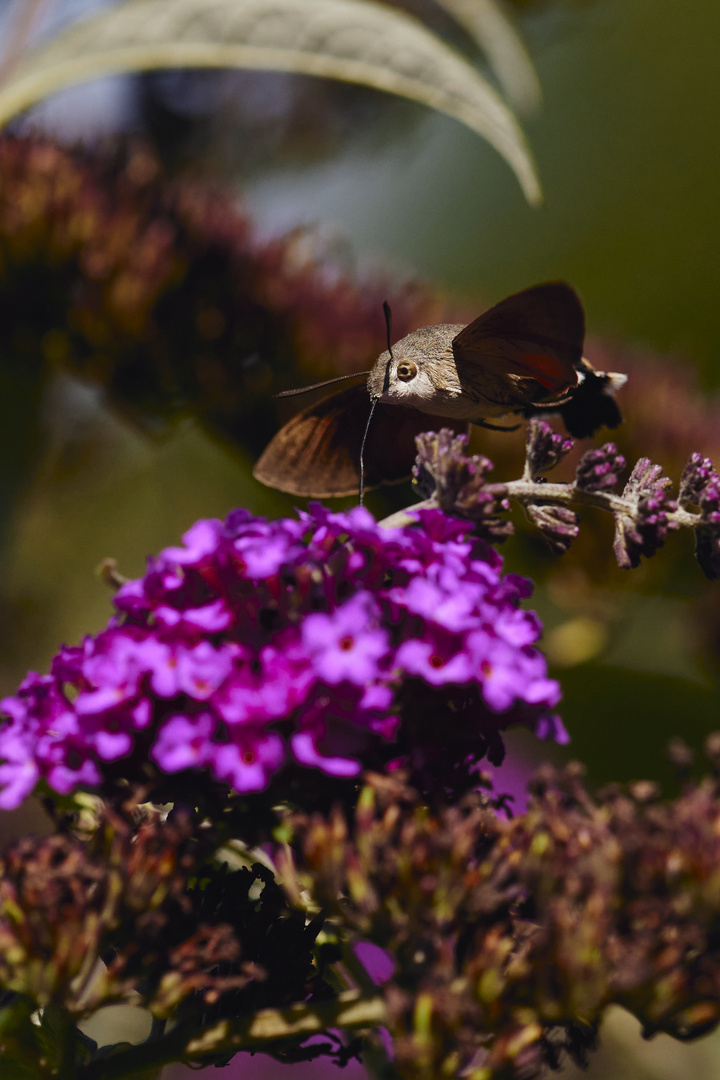 Hummingbird hawk moth