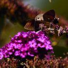 Hummingbird hawk moth