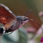 ...Hummingbird Hawk-moth....