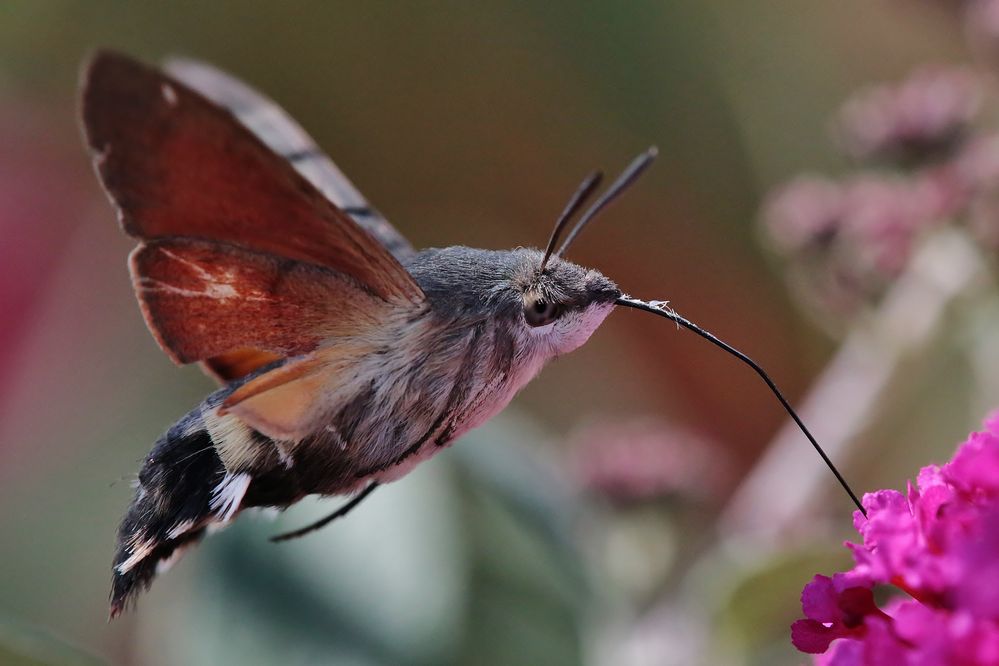 ...Hummingbird Hawk-moth....