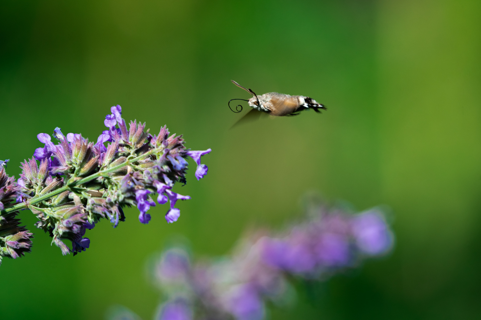 Hummingbird Hawk-Moth 