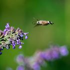 Hummingbird Hawk-Moth 