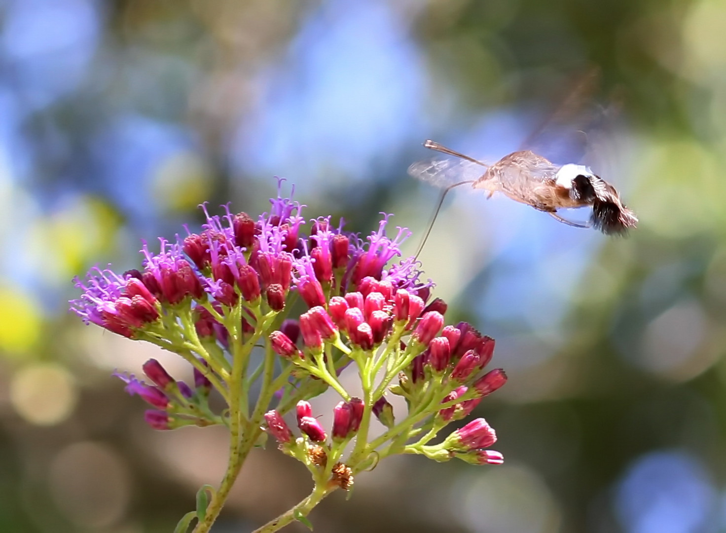 Hummingbird Hawk-moth,(Macroglossum alchetron)