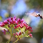 Hummingbird Hawk-moth,(Macroglossum alchetron)