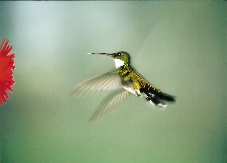 HUMMINGBIRD - II