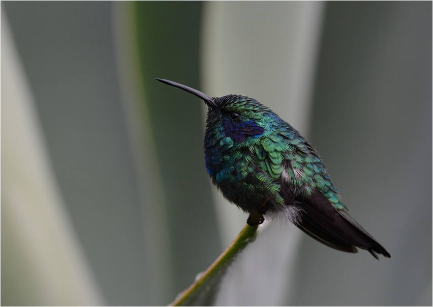 Hummingbird III ...