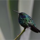 Hummingbird III ...