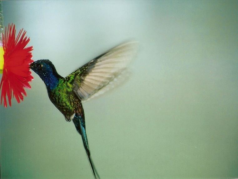 HUMMINGBIRD III