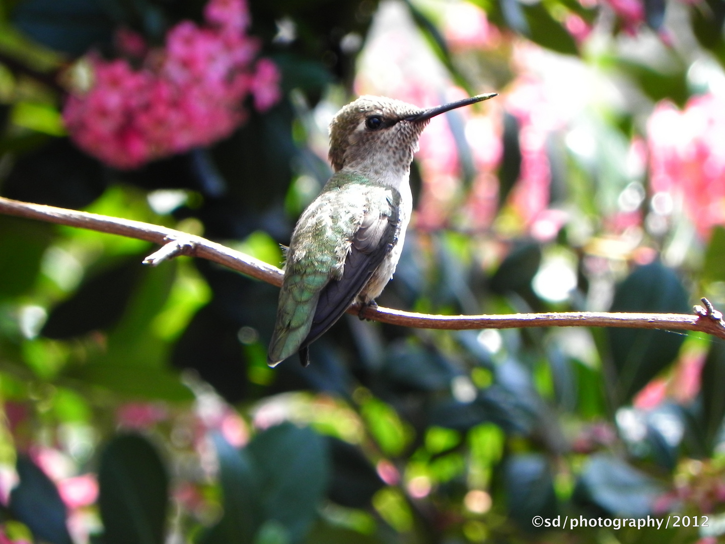 hummingbird in california