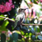 hummingbird in california