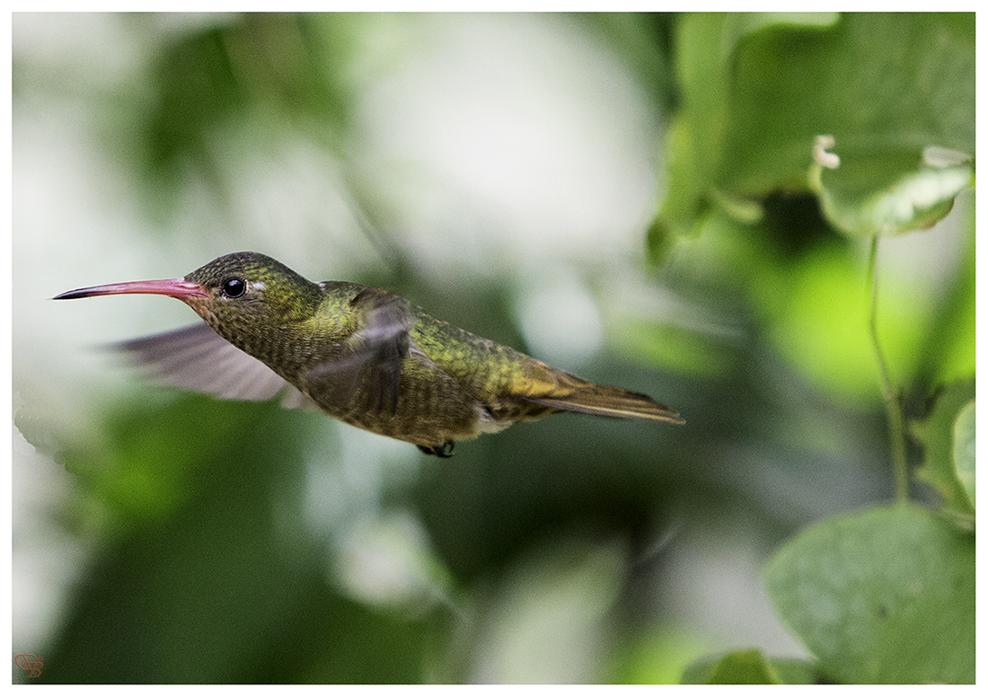 Hummingbird in full flight