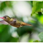 Hummingbird in full flight