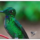 Hummingbird is looking at fly