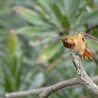 Hummingbird - Kolibri