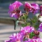 Hummingbird / Kolibri