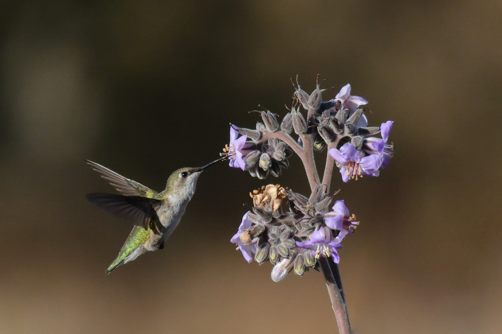 hummingbird mexico