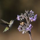 hummingbird mexico