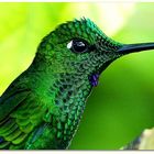 Hummingbird Monteverde