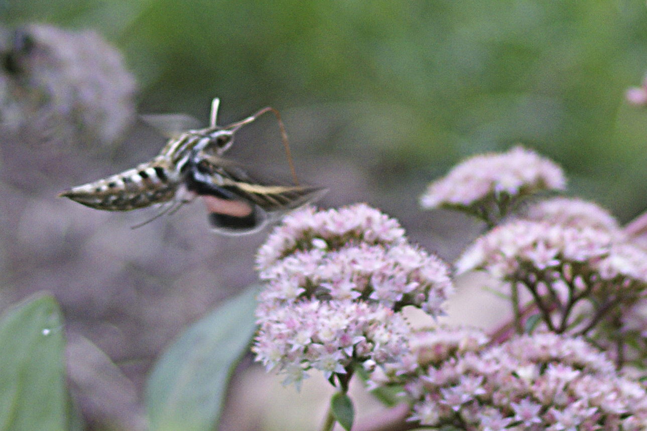 Hummingbird Moth