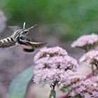 Hummingbird Moth