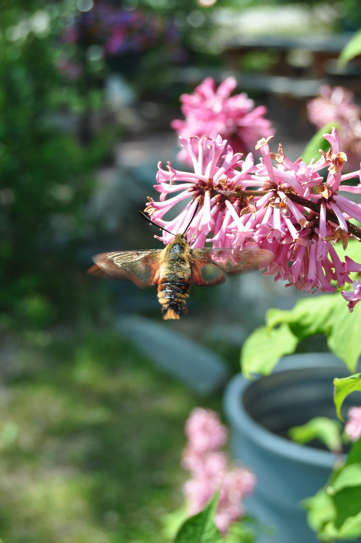 Hummingbird Moth