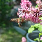 Hummingbird Moth