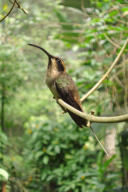 Hummingbird (oder Kolibri)