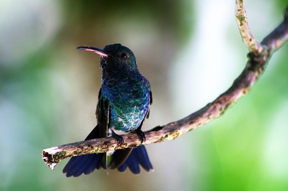 Hummingbird of Colombia