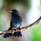 Hummingbird of Colombia