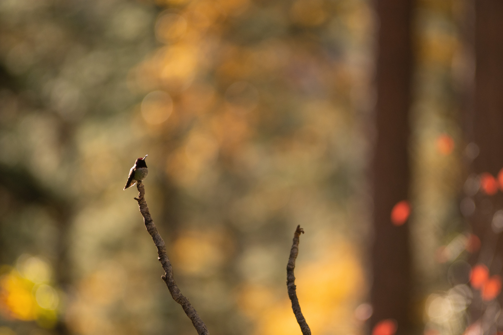 Hummingbird on a branch / Feuerkehlelfe