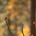 Hummingbird on a branch / Feuerkehlelfe