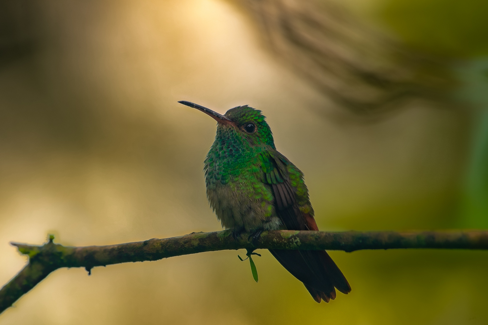 Hummingbird On A Stick