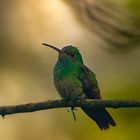Hummingbird On A Stick