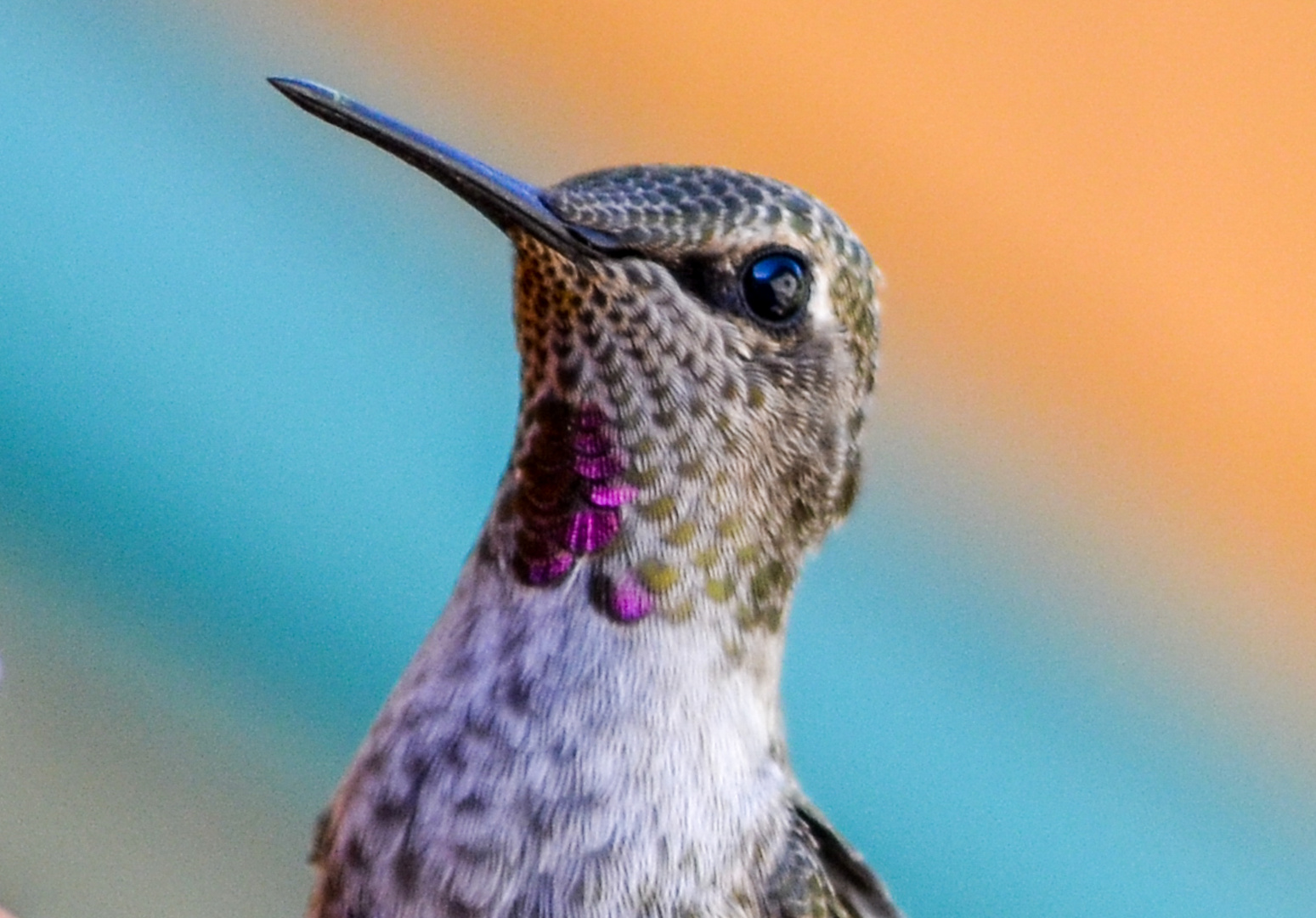 Hummingbird Portrait