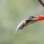 Hummingbird snapshot