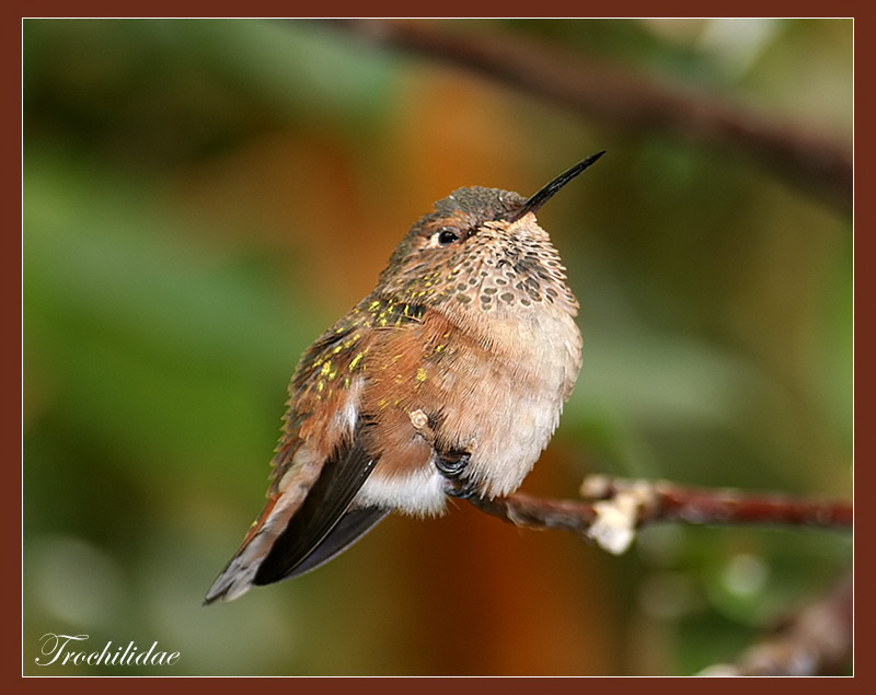 Hummingbird - Trochilidae
