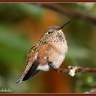 Hummingbird - Trochilidae