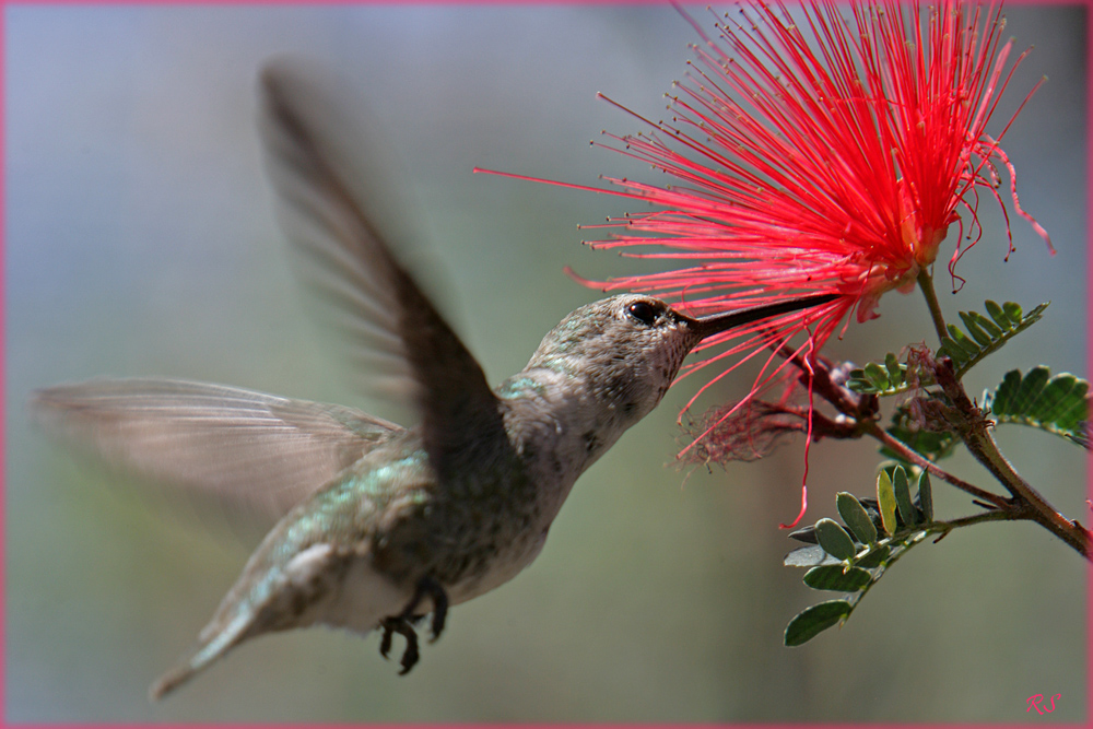 Hummingbird Tucson USA