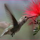 Hummingbird Tucson USA