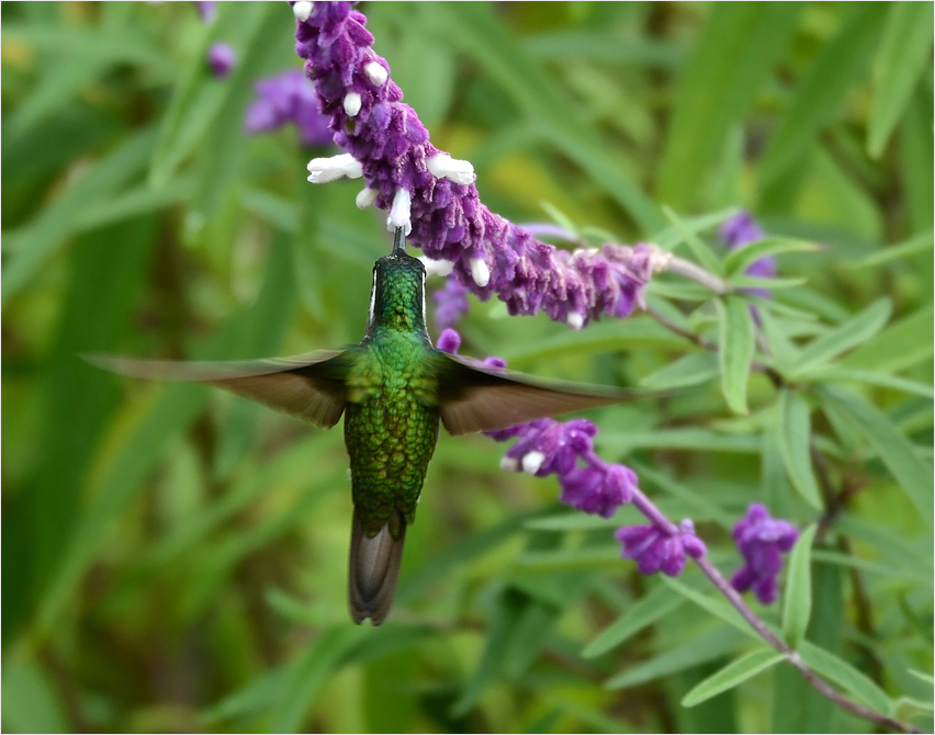 Hummingbird VI
