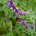 Hummingbird VI