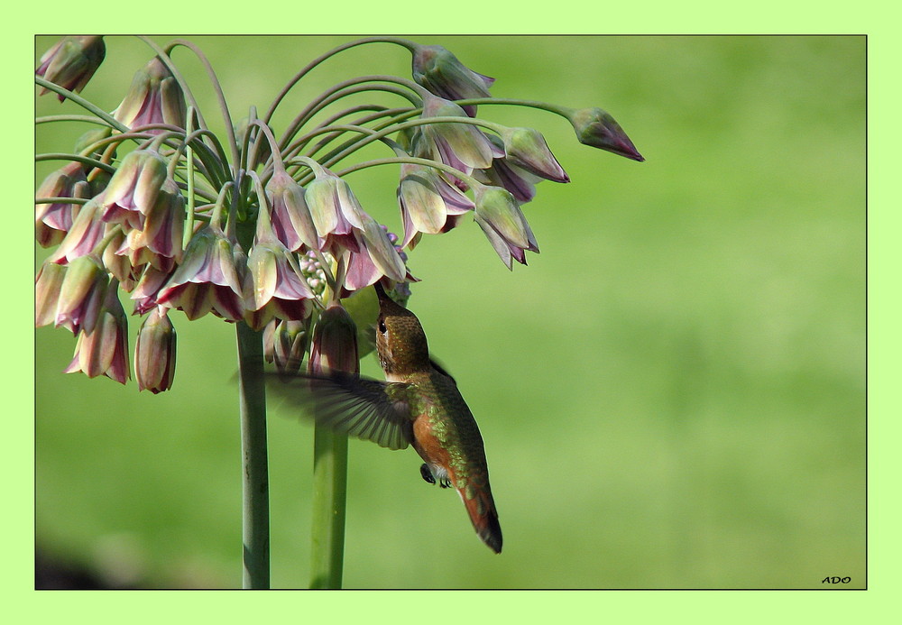 Hummingbird visiting Sicilian Honey Garlic