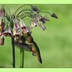 Hummingbird visiting Sicilian Honey Garlic