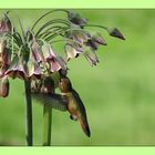 Hummingbird visiting Sicilian Honey Garlic