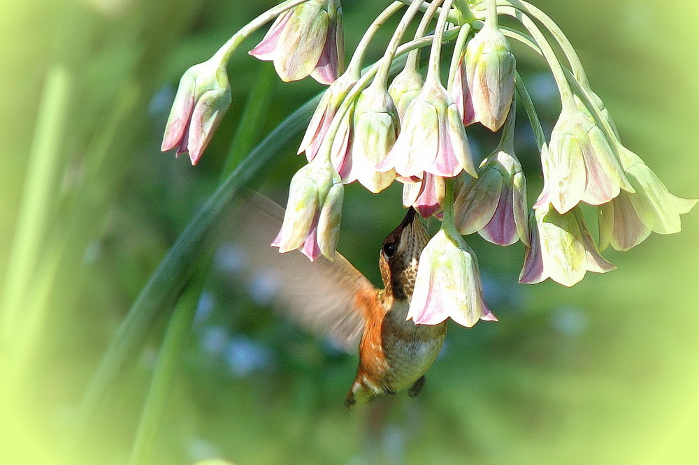 Hummingbird visiting Sicilian Honey Garlic  (2)